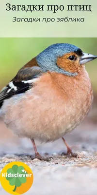 Common Chaffinch, Зяблик - Fringilla coelebs. Photographer Evgeniy