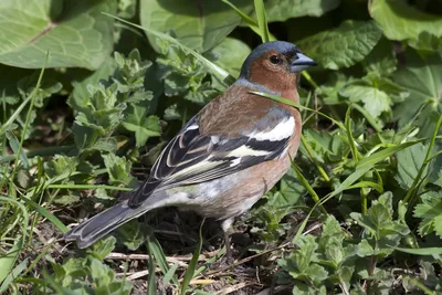 Зяблик (Fringílla coélebs)