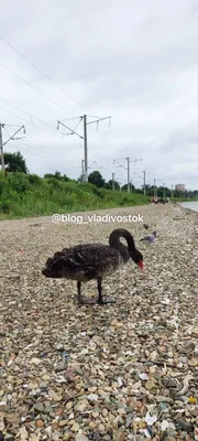 Брачные игры развернулись в пригороде Владивостока | ОБЩЕСТВО | АиФ  Владивосток