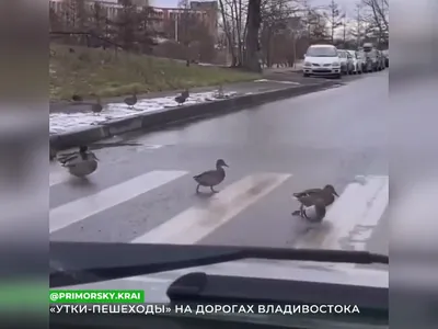 Утки - мандаринки в пригороде Владивостока | РИА Новости Медиабанк