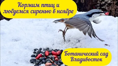 Отменены морские пассажирские рейсы из Владивостока в японский Нанао - РИА  Новости, 