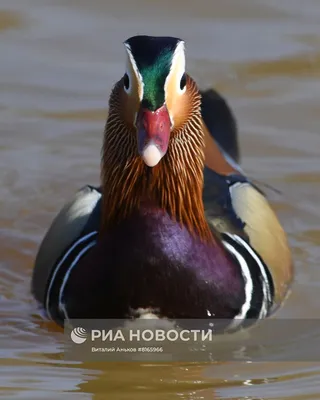 Краснокнижные утки-мандаринки в пригороде Владивостока | РИА Новости  Медиабанк