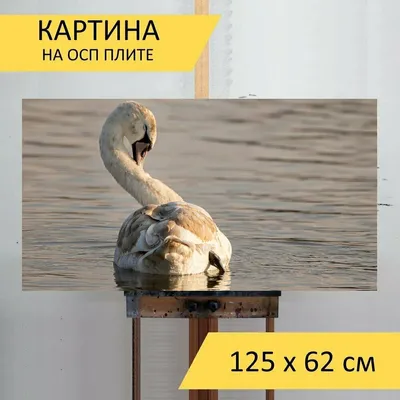 Картина на ОСП 125х62 см. "Лебедь, птица, озеро" горизонтальная, для  интерьера, с креплениями — купить в интернет-магазине по низкой цене на  Яндекс Маркете