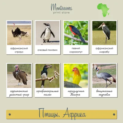 Птицы африки картинки