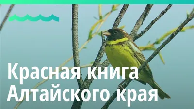 Животные Алтайского края — список, краткое описание и фотографии