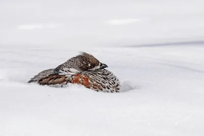 Птицы Амурской области - фото с описанием и названием
