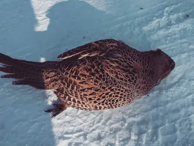 В Амурской области птицы спасаются от сильных морозов в снежных норах
