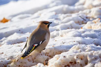 Птицы башкирии - 64 фото: смотреть онлайн