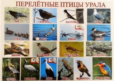 Лесные перелетные птицы - картинки и фото 