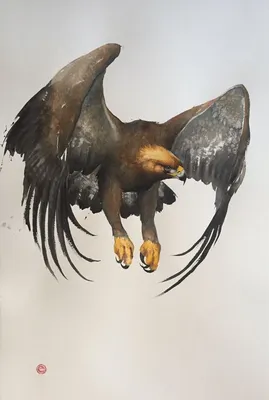 Golden Eagle (Aquila chrysaetos). Беркут | Орлы, Беркут, Домашние птицы