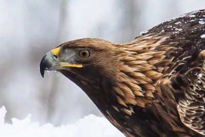 Беркут (Aquila chrysaetos). Птицы Казахстана.