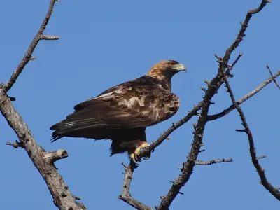 Беркут (лат. Aquila chrysaetos) | Golden eagle, Birds of prey, Bird of prey  tattoo