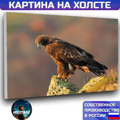 Беркут (Aquila chrysaetos). Птицы Европейской России.