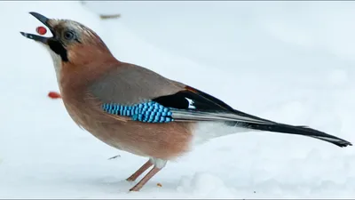 Чем можно и нельзя кормить птиц зимой — МБУ ДО ЭЦ ЭкоСфера г. Липецка