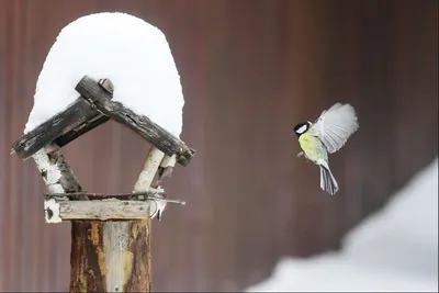 Покормите птиц зимой! Конкурс "Птицы на кормушке" - Красная книга Тульской  области