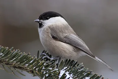 Гаичка буроголовая (Poecile montanus)