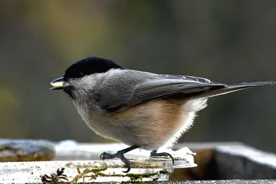 Буроголовая гаичка (Parus montanus). Птицы Европейской России.