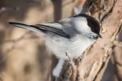 Как отличить буроголовую и черноголовую гаичек? « Fotoparus