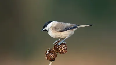 Фотография Буроголовая гаичка (Poecile montanus) Птицы западного Кавказа |  Фотобанк ГеоФото/GeoPhoto | GetImages Group