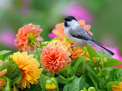 Буроголовая гаичка (Parus montanus). Птицы Европейской России.