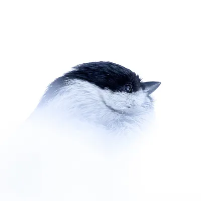 Буроголовая гаичка (Poecile montanus) в снегу — Фото №1446978