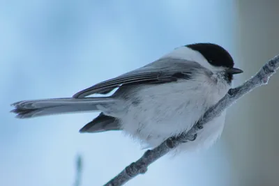 Фотокаталог птиц: Буроголовая гаичка (Poecile montanus)