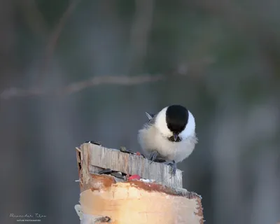 Буроголовая гаичка (Parus montanus). Птицы Казахстана.