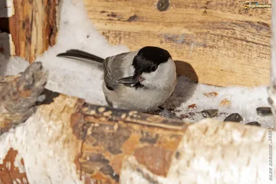 Буроголовая гаичка (Parus montanus). Птицы Европейской России.