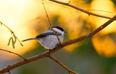 Пухляк (Parus montanus). Птицы Сибири.