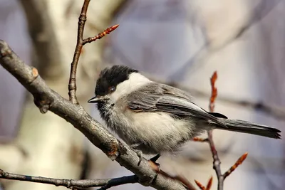 Как зимующие птицы используют людей – Троицкий вариант — Наука