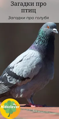Картинка Птицы Голуби Животные