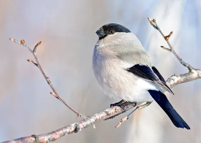 Перелетные зимние птицы - картинки и фото 
