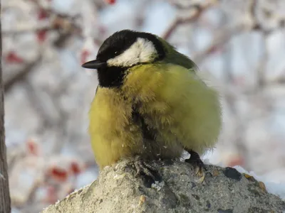Зимующие птицы Якутии - 63 фото: смотреть онлайн
