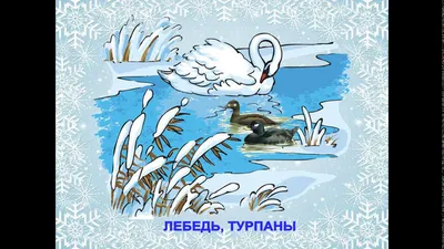 Выпуск хищных птиц в природу | Соколиная Охота в Калининграде