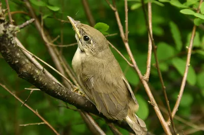 Болотная камышевка Acrocephalus palustris Marsh Warbler