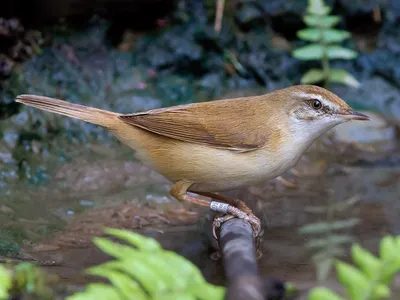 Индийская камышевка - eBird