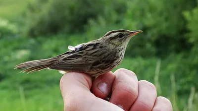 Короткокрылая камышевка - eBird