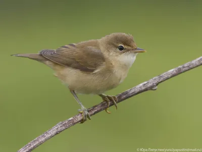 Болотная камышевка (Acrocephalus palustris). Птицы Европейской России.