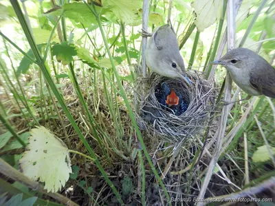 Двойное дно в гнезде садовой камышовки « Fotoparus