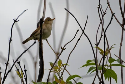 Садовая камышевка (Acrocephalus dumetorum) | Пикабу