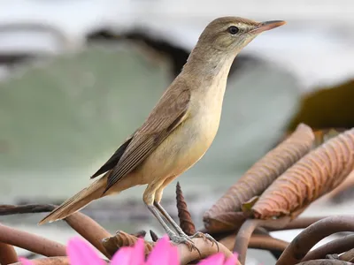 Садовая камышевка (Acrocephalus dumetorum) | Пикабу