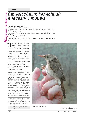 PDF) От музейных коллекций к живым птицам