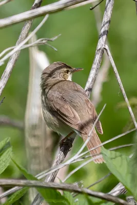 ФотоБлог Торгачкин Игорь Петрович © Igor Torgachkin: Болотная камышевка /  Acrocephalus palustris / Marsh Warbler