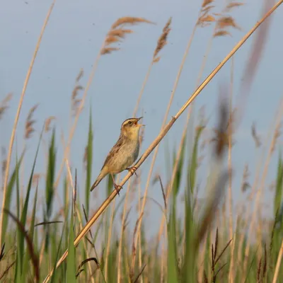 Садовая камышевка (Acrocephalus dumetorum). Птицы Сибири.