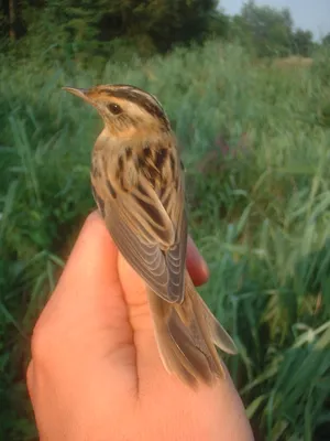 Камышевка болотная (Acrocephalus palustris)