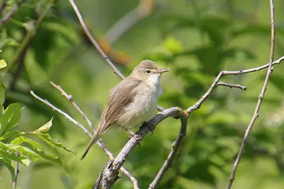 Садовая камышевка (Acrocephalus dumetorum). Птицы Европейской России.