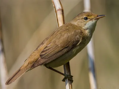 камышевка « Fotoparus