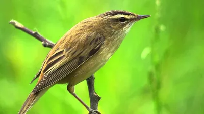 Голоса птиц Как поёт Камышовка садовая (Acrocephalus dumetorum) - YouTube