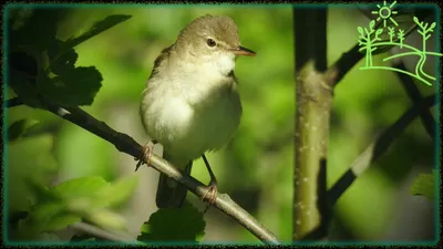 Фотогалерея - Птицы (Aves) - Садовая камышовка (Acrocephalus dumetorum) -  Природа Республики Мордовия