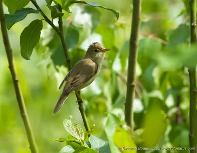 Двойное дно в гнезде садовой камышовки « Fotoparus